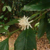 Coffea arabica L.